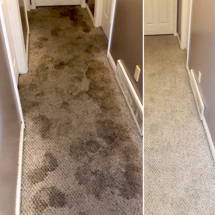 Carpet Cleaning Logan, UT